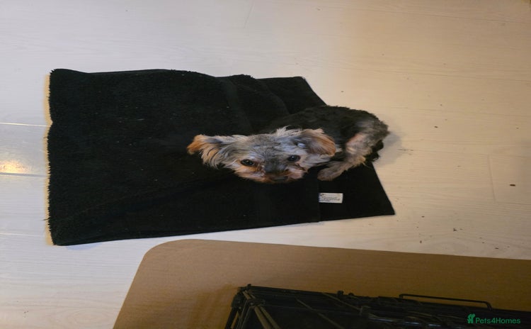 Yorkshire Terrier dogs - Advert 1