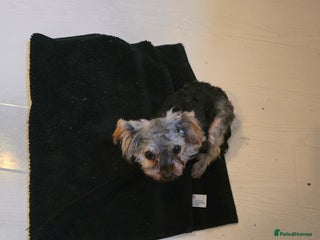Yorkshire Terrier dogs - Advert 5