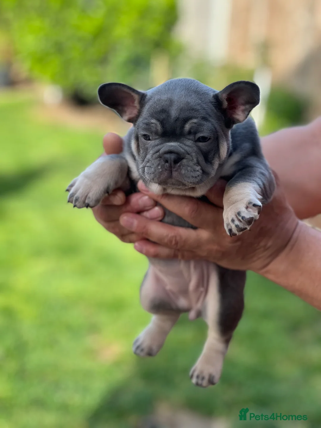 French Bulldog dogs for sale: French bulldogs puppies  in Dagenham - Advert 6