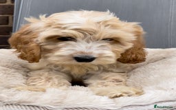 Cockapoo dogs for sale: Quality cockapoo pups  - Image 1