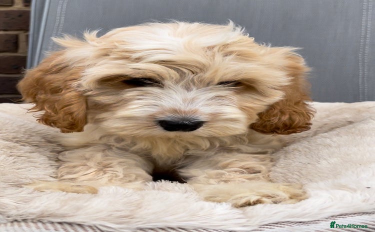 Cockapoo dogs for sale - Advert 1