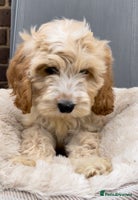 Cockapoo dogs - Advert 2