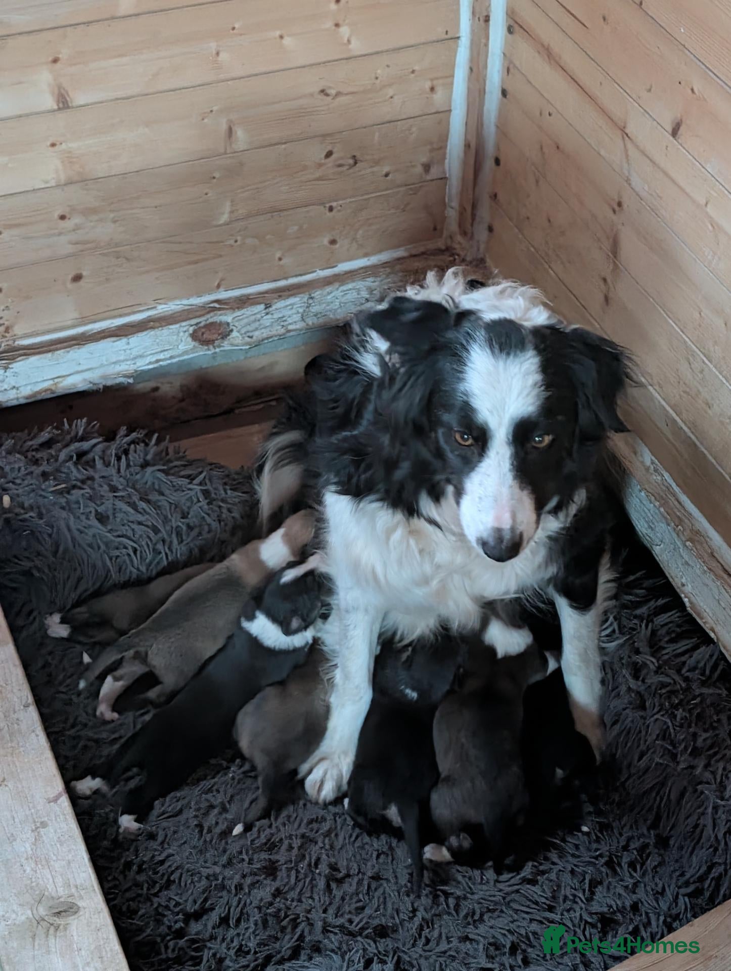 Mixed Breed dogs Collie/Lurcher puppies for sale - Advert 2