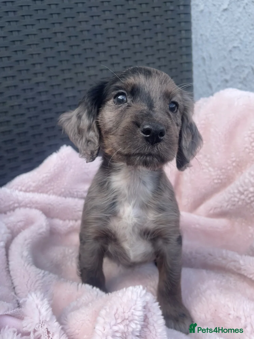 Cocker Spaniel dogs for sale: 6 Beautiful Cocker Spaniel puppies  - Advert 16
