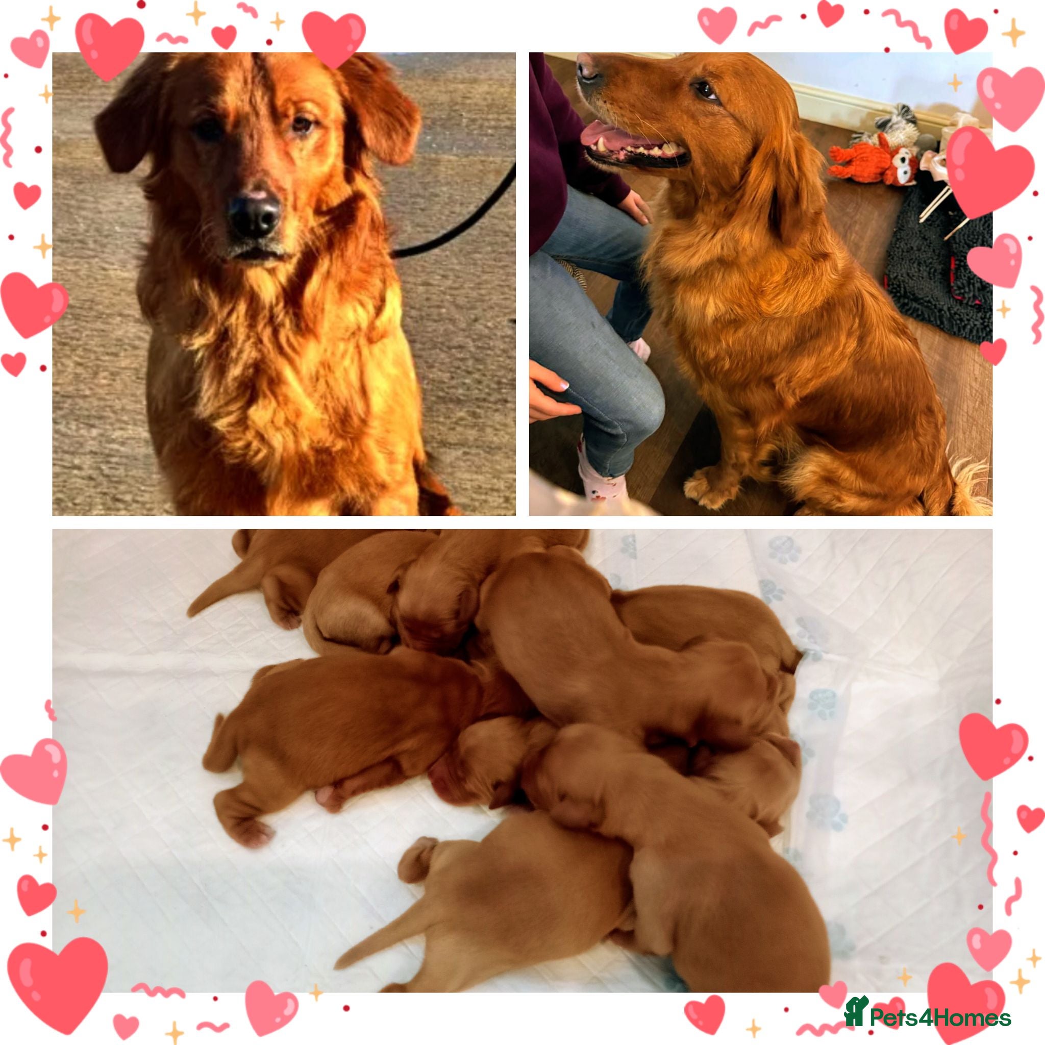 Golden Retriever dogs ⭐ Dark, DNA, KC Reg Golden Retrievers ⭐ - Advert 1