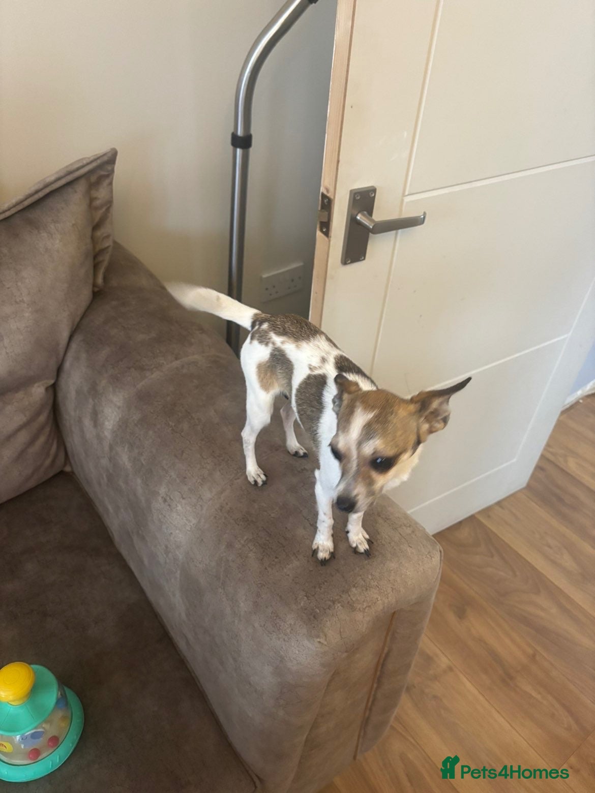 Mixed Breed dogs for sale: X2 jackawas - Advert 4