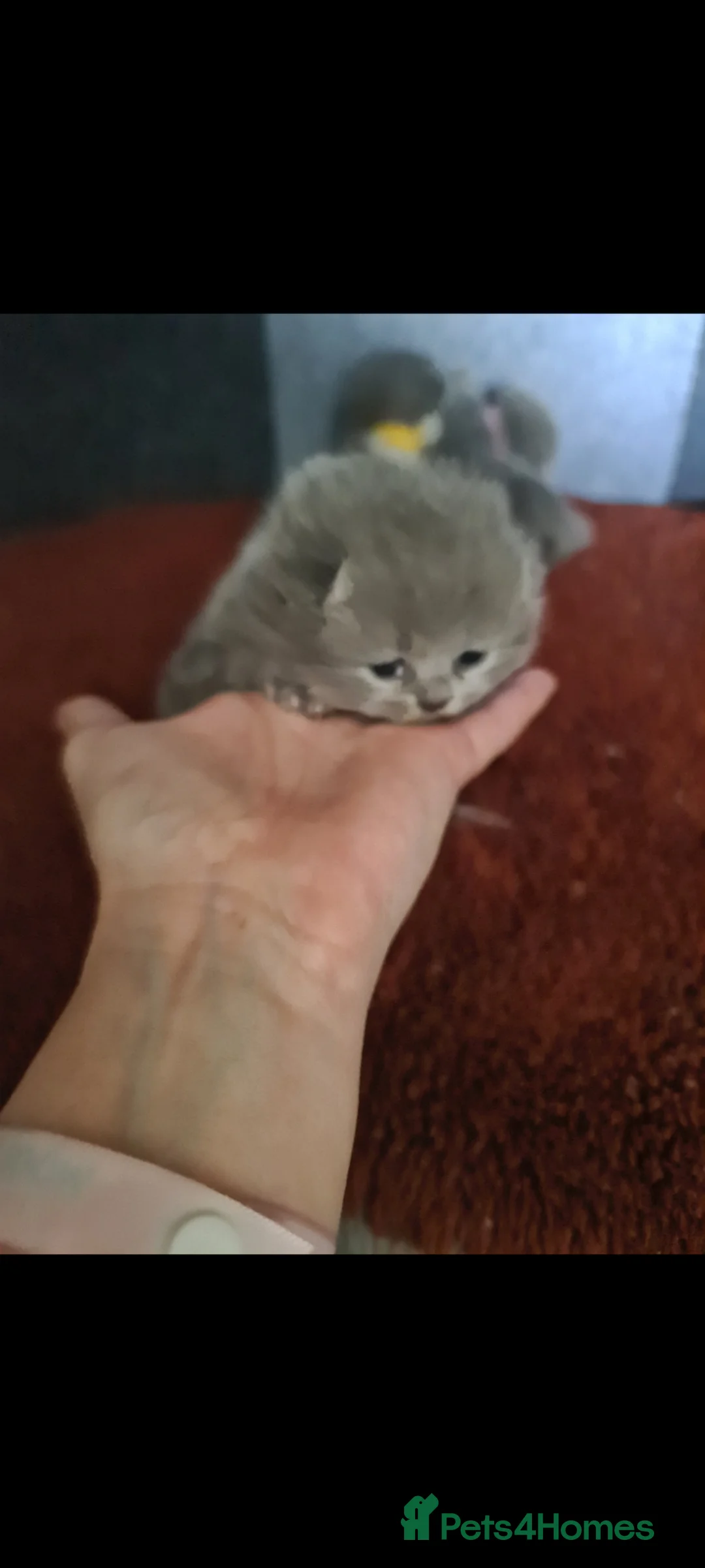 British Shorthair cats for sale: British shorthair kittens  - Advert 2