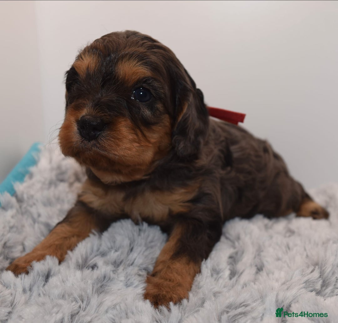 Cavapoo dogs for sale: Extensively Health tested Rare F1 Cavapoos - Image 14