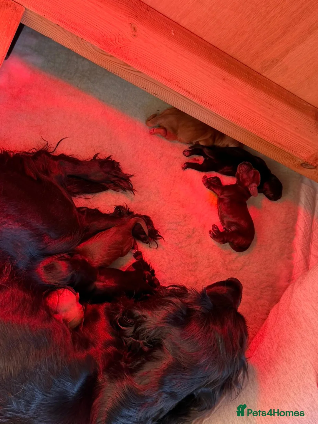 Cocker Spaniel dogs for stud: Working Cocker Spaniel available for Stud  in Chelmsford - Advert 38