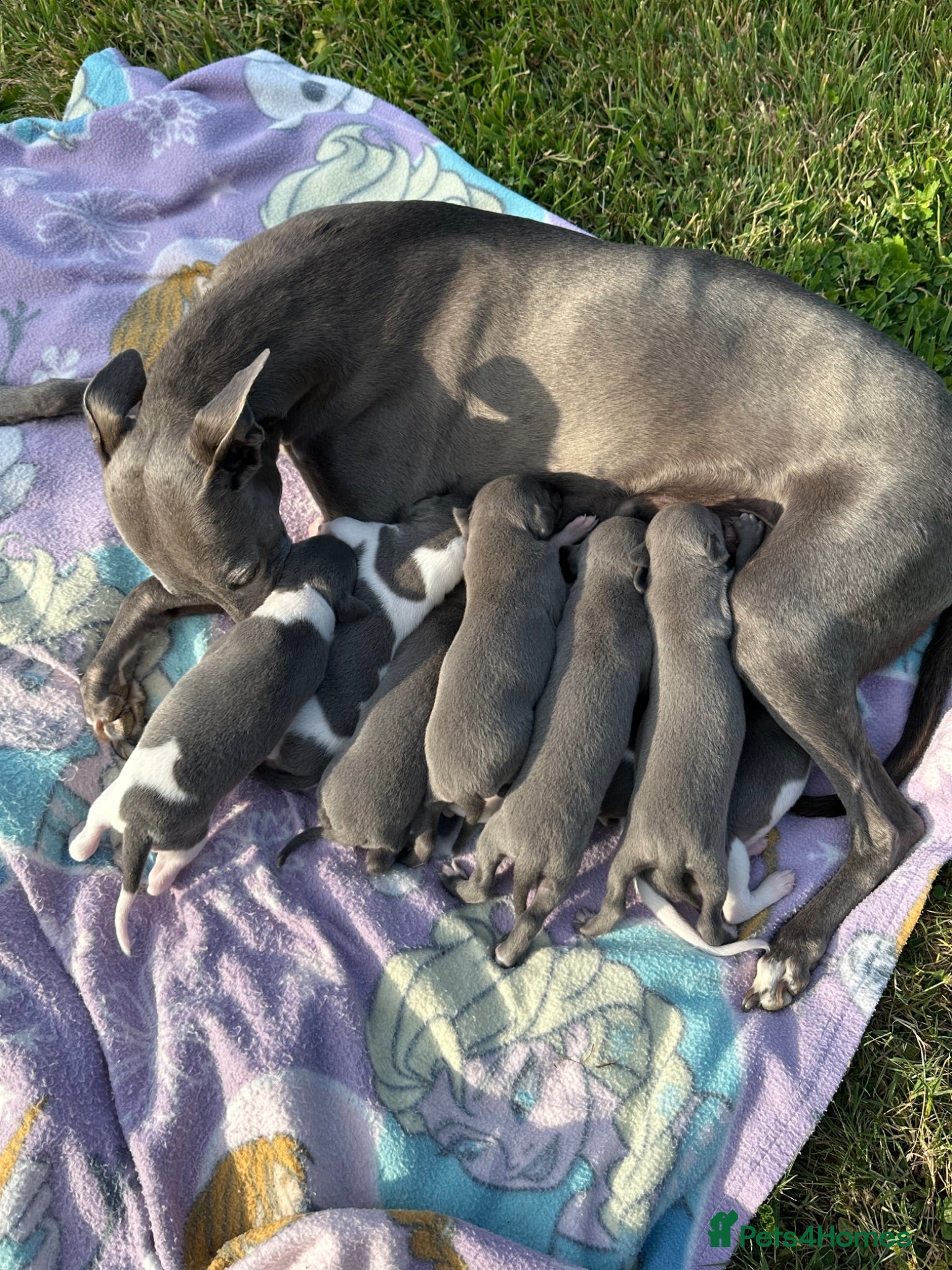 Whippet dogs 🐾 Beautiful Whippet Puppies Available 🐾 - Advert 1