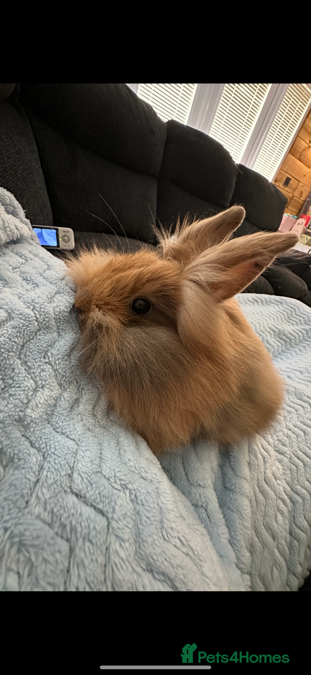 English Lop rabbits for sale: 3 female rabbits  - Image 7