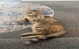 Mixed Breed cats for sale: Beautiful British Shorthair-Bengal F Kitten - Image 4