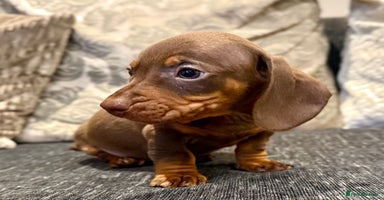 Miniature Dachshund dogs - Advert 9