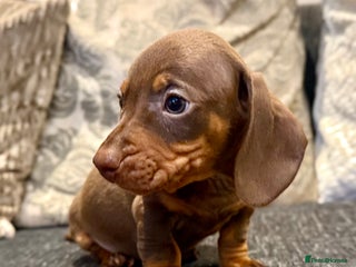 Miniature Dachshund dogs - Advert 2