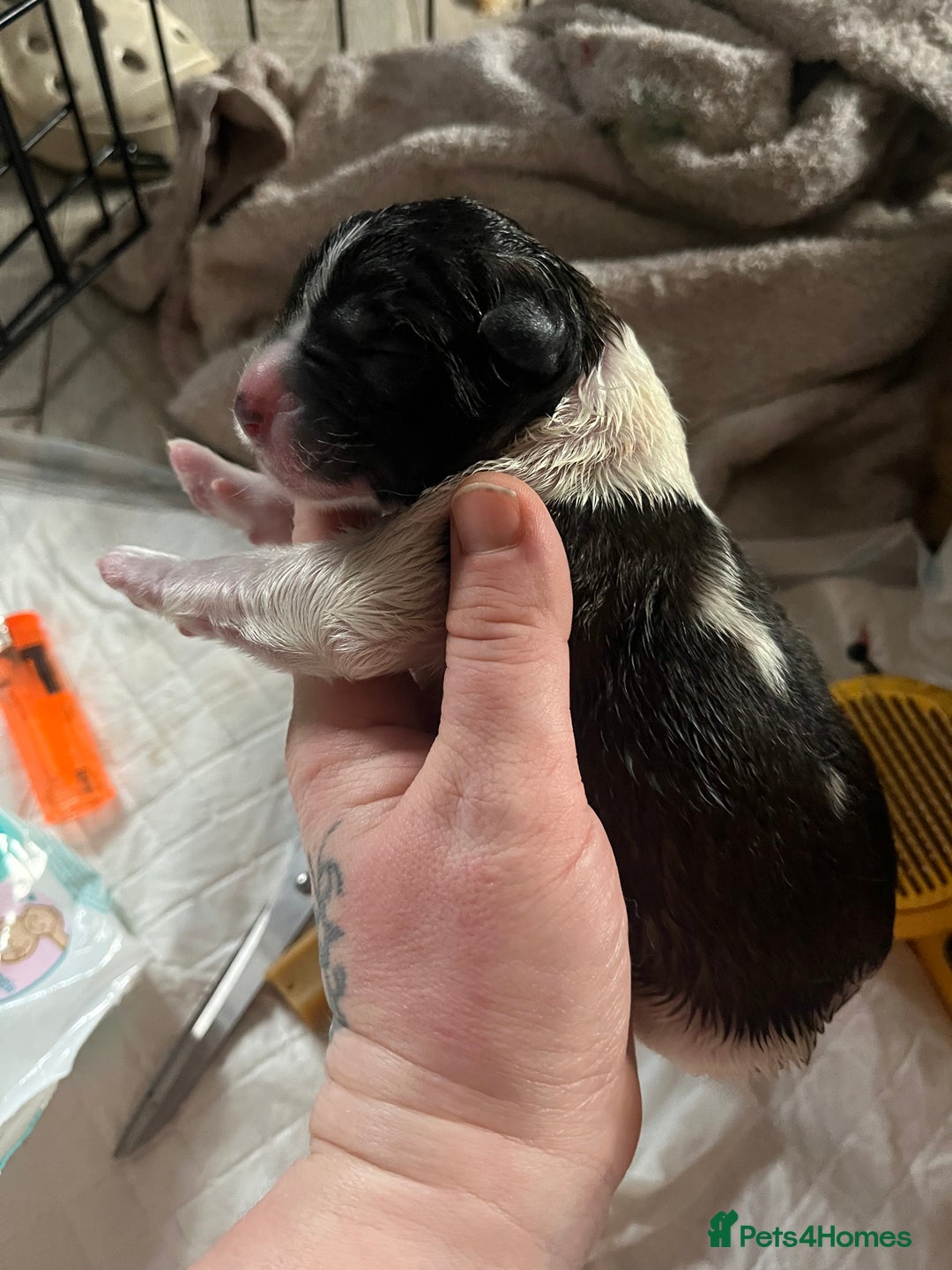 Akita dogs for sale: Big bear head Akita 1 year old  - Advert 6