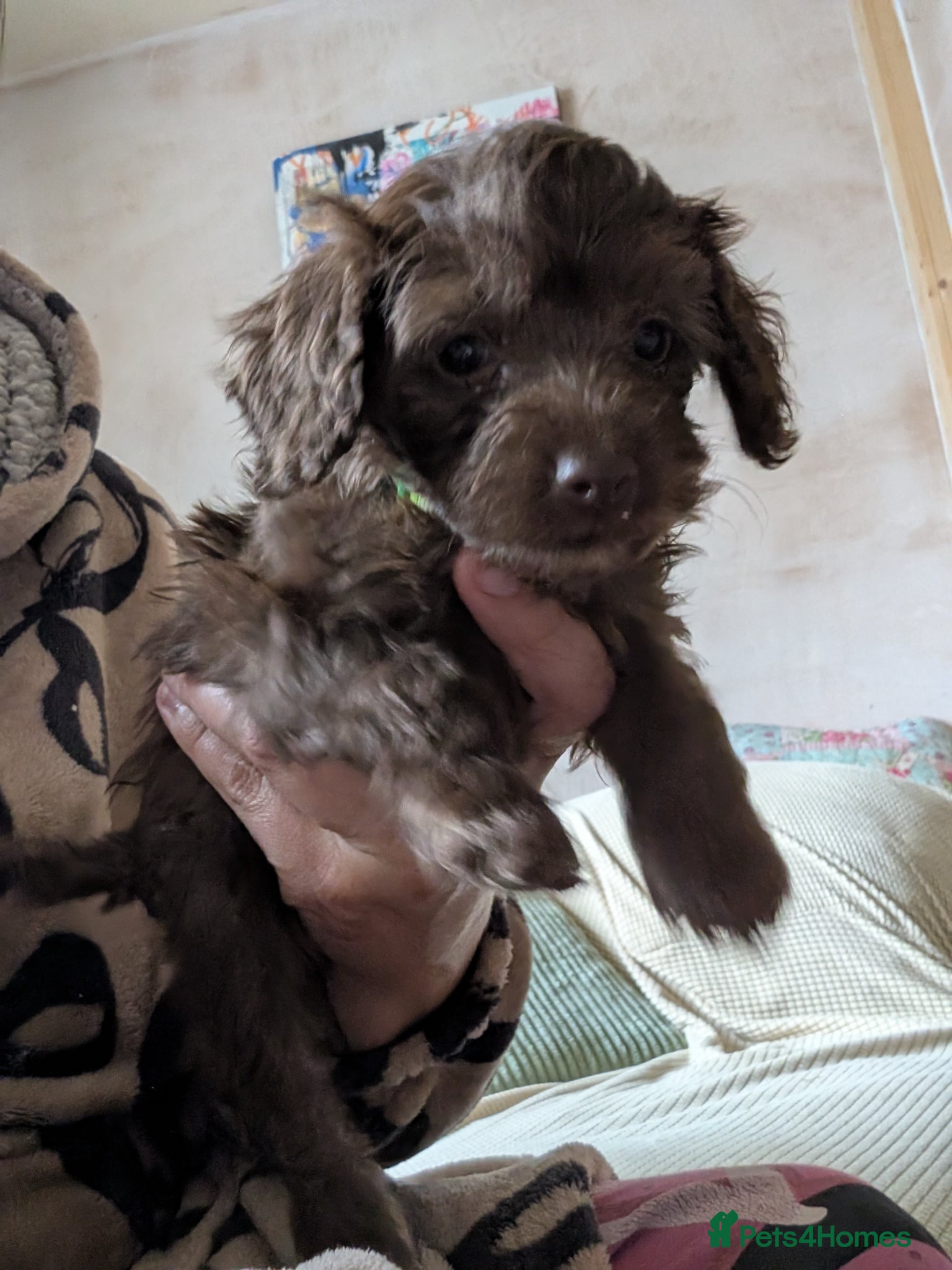 Cockapoo dogs F2b cockapoo pups health test parents - Advert 2