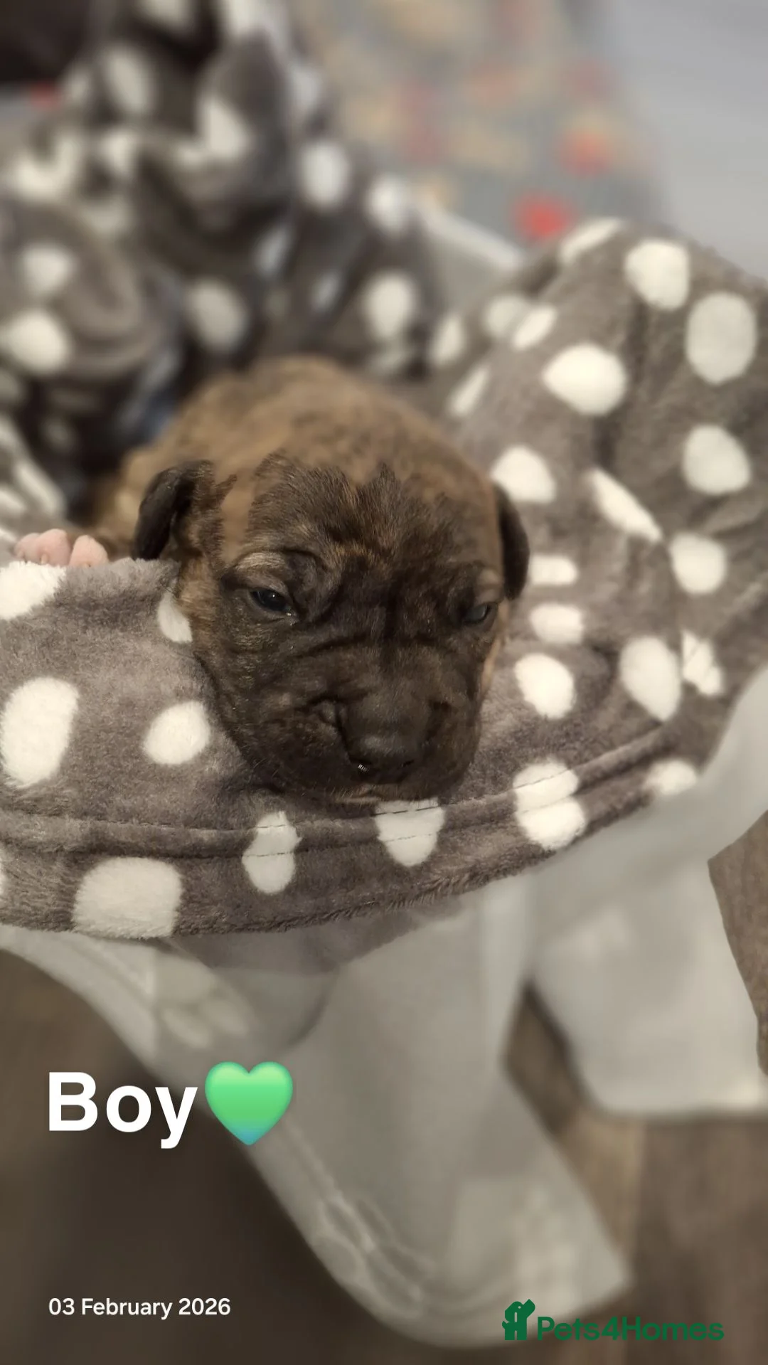 Mixed Breed dogs for sale: 🐾 4 Gorgeous Puppies Looking for Forever Homes🐾 - Advert 4