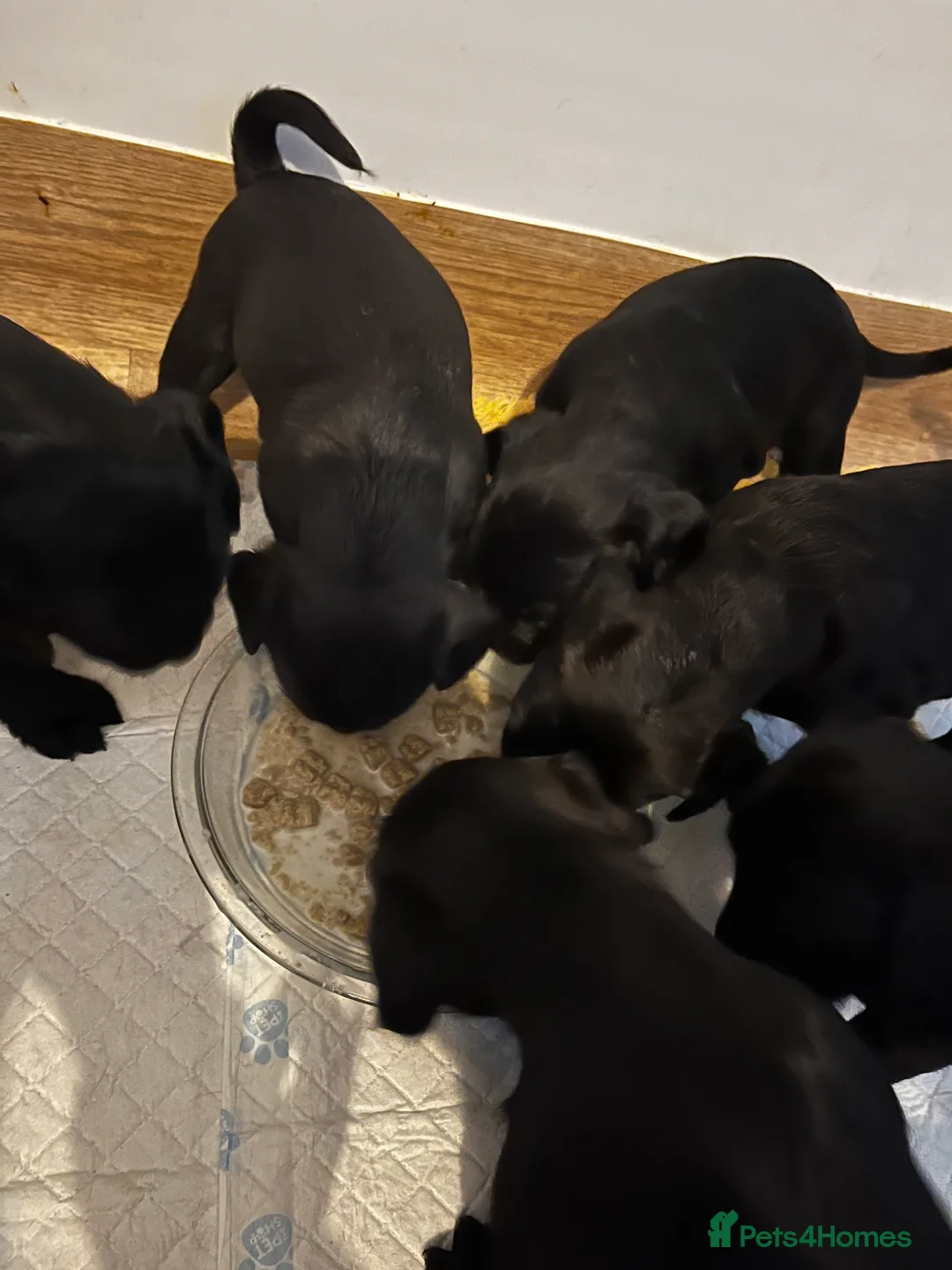 Mixed Breed dogs for sale: Old Tyme English bulldog x poodles “Boodle”pups  - Advert 5