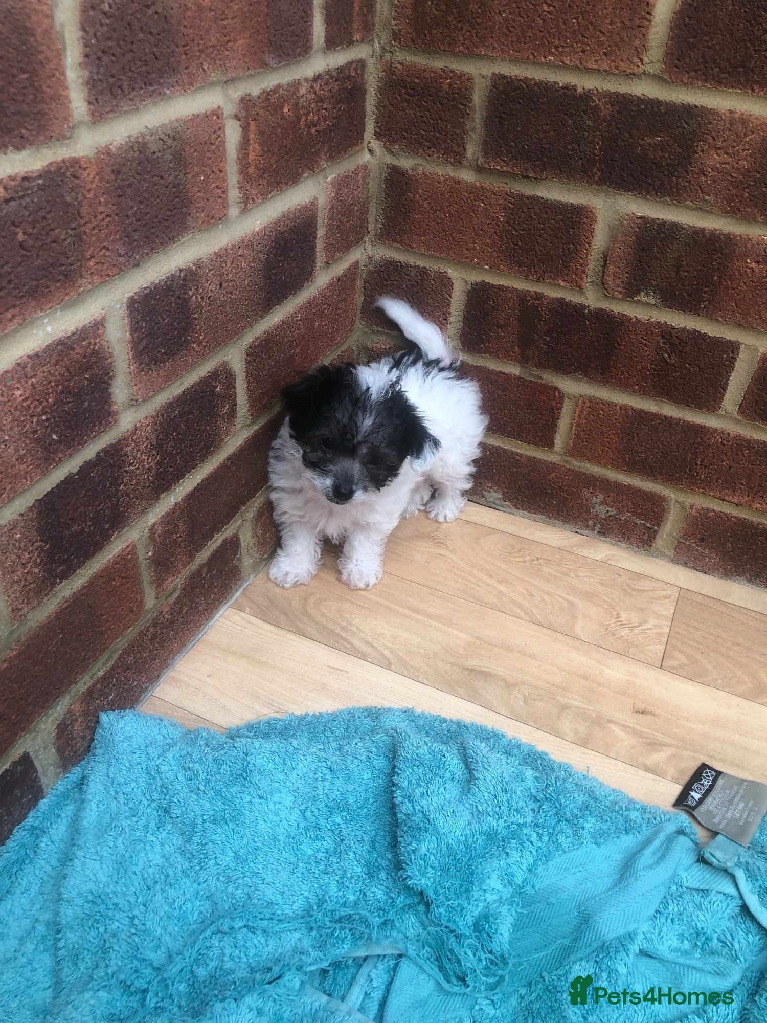 Mixed Breed dogs 2 jackapoo/chipoo puppies - Advert 18