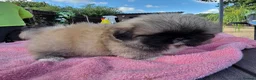 Pekingese dogs for sale: KC Registered Pekingese Puppies top quality  - Advert 36