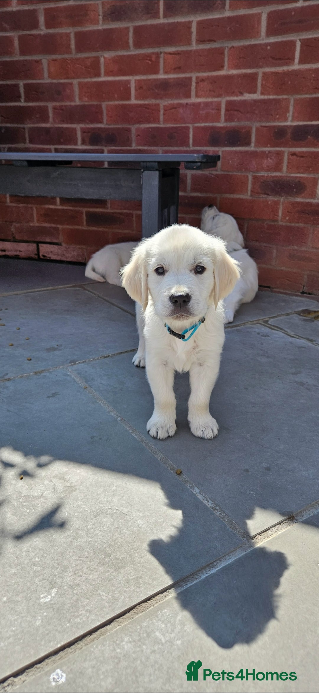 Golden Retriever dogs for sale: Adorable Golden Retriever Puppies - Image 13