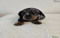 Dachshund dogs for sale: Beautiful dachshund babies  - Image 15