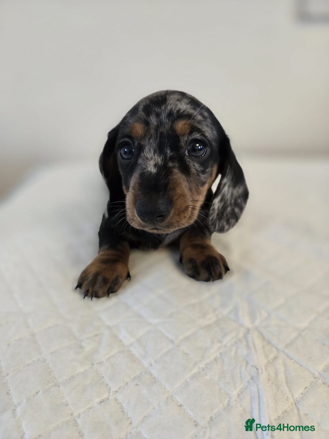 Dachshund dogs for sale: Beautiful dachshund babies  - Image 15
