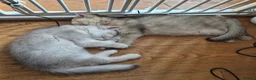 British Shorthair cats for sale: Golden British babies - Advert 2