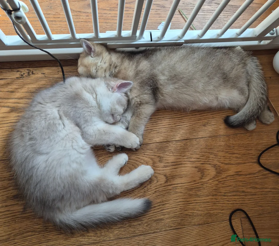 British Shorthair cats for sale: Golden British babies - Advert 2
