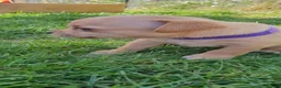 Mixed Breed dogs for sale: Patterdale Terrier x chihuahua puppies  - Advert 10