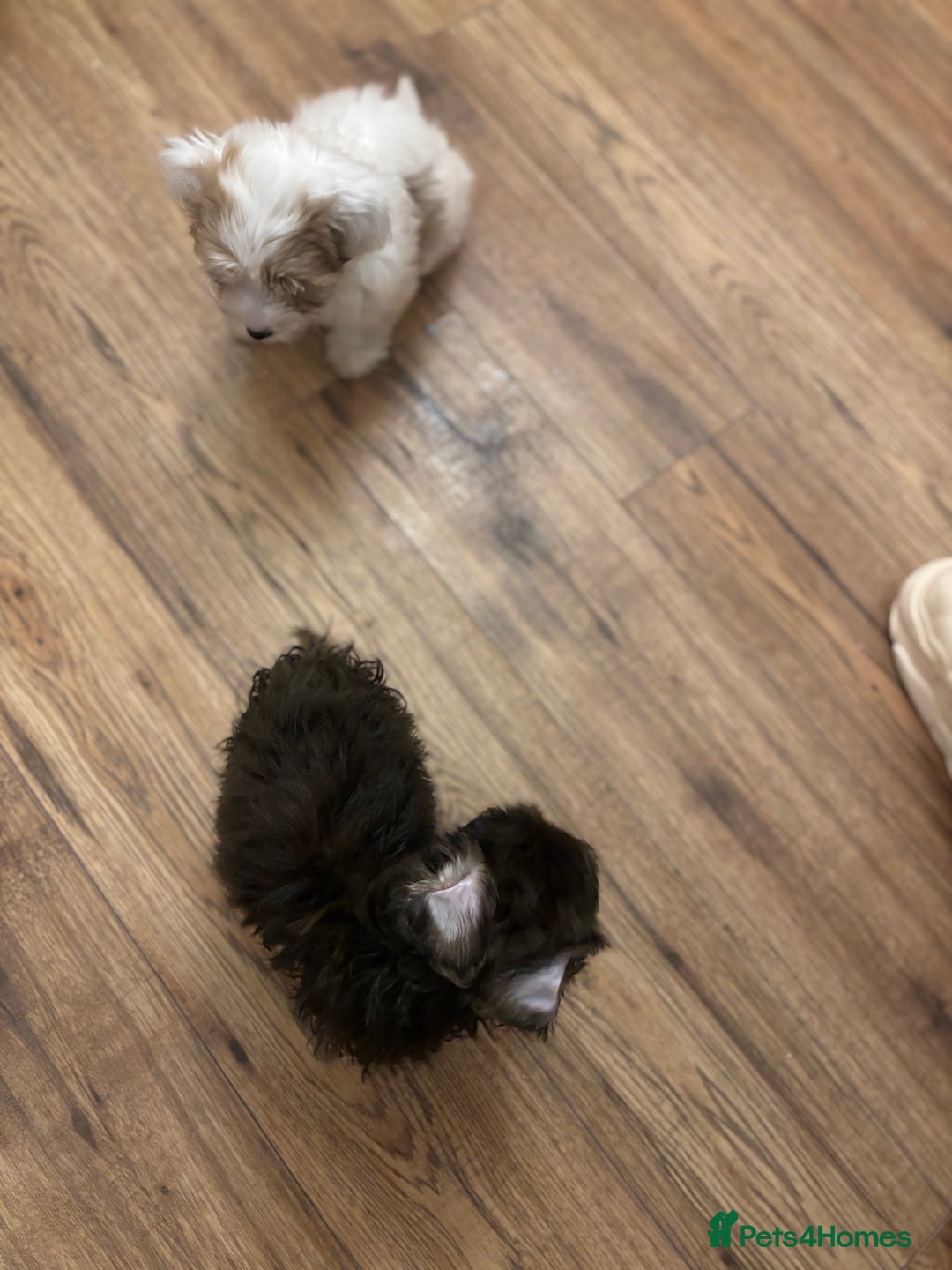Biewer Terrier dogs for sale: 2 mini Biewer/yorkie female pups - Image 7