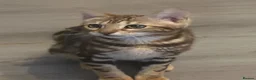 Bengal cats for sale: Pure breed bengals - Advert 2