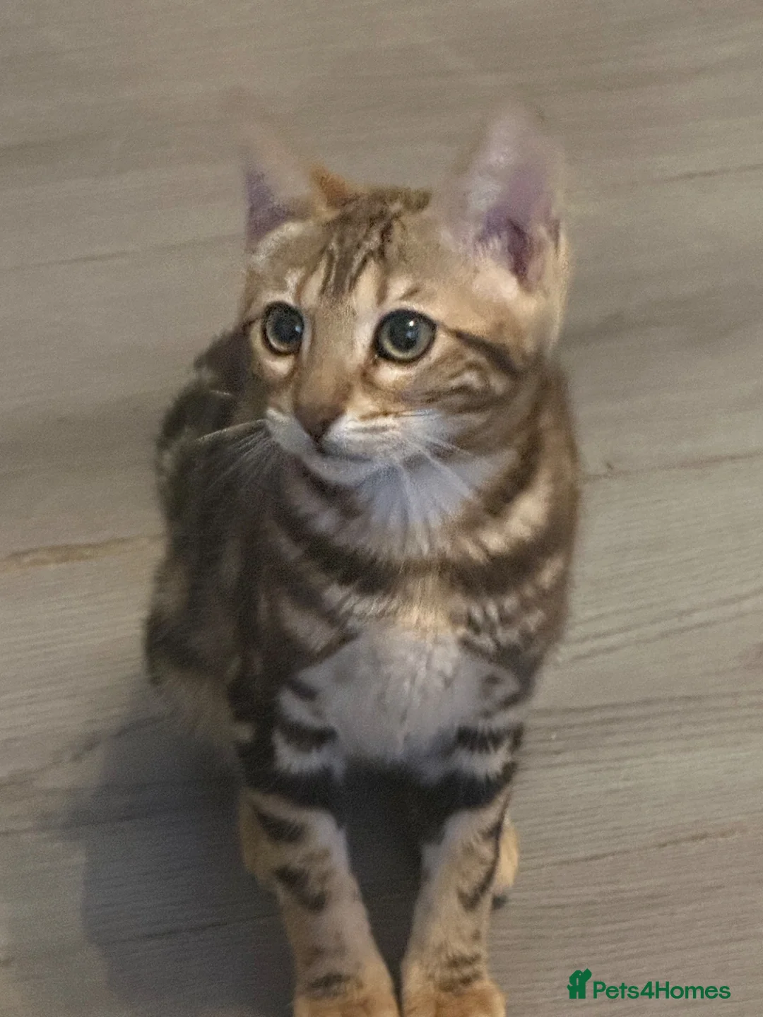 Bengal cats for sale: Pure breed bengals - Advert 2