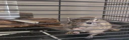 Gerbil rodents for sale: Two female gerbils  - Advert 3