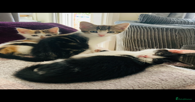 Mixed Breed cats - Advert 9
