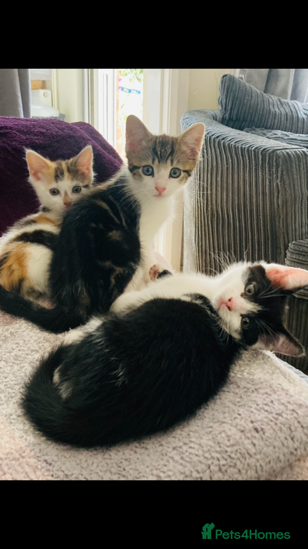 Mixed Breed cats for sale: 8 Adorable Kittens  - Image 2
