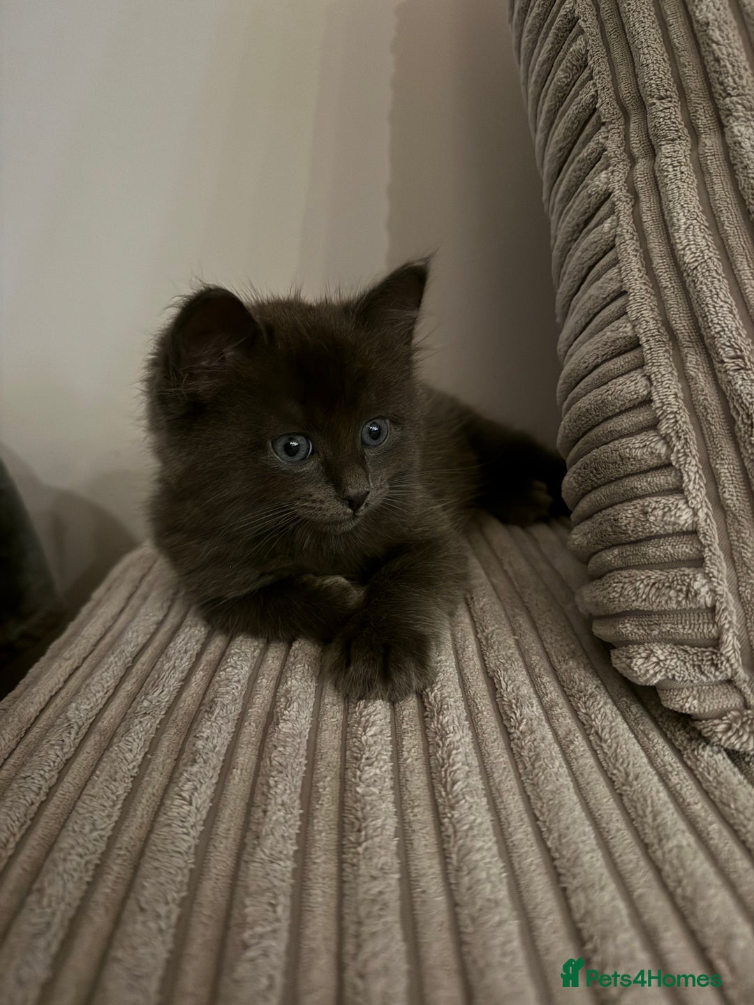 Turkish Angora cats for sale: Grey Turkish Angora Mixed Kitten - Image 1