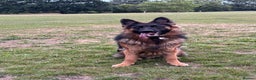 German Shepherd dogs for sale: Rehoming 1 Year Old Male German Shepherd - Advert 20