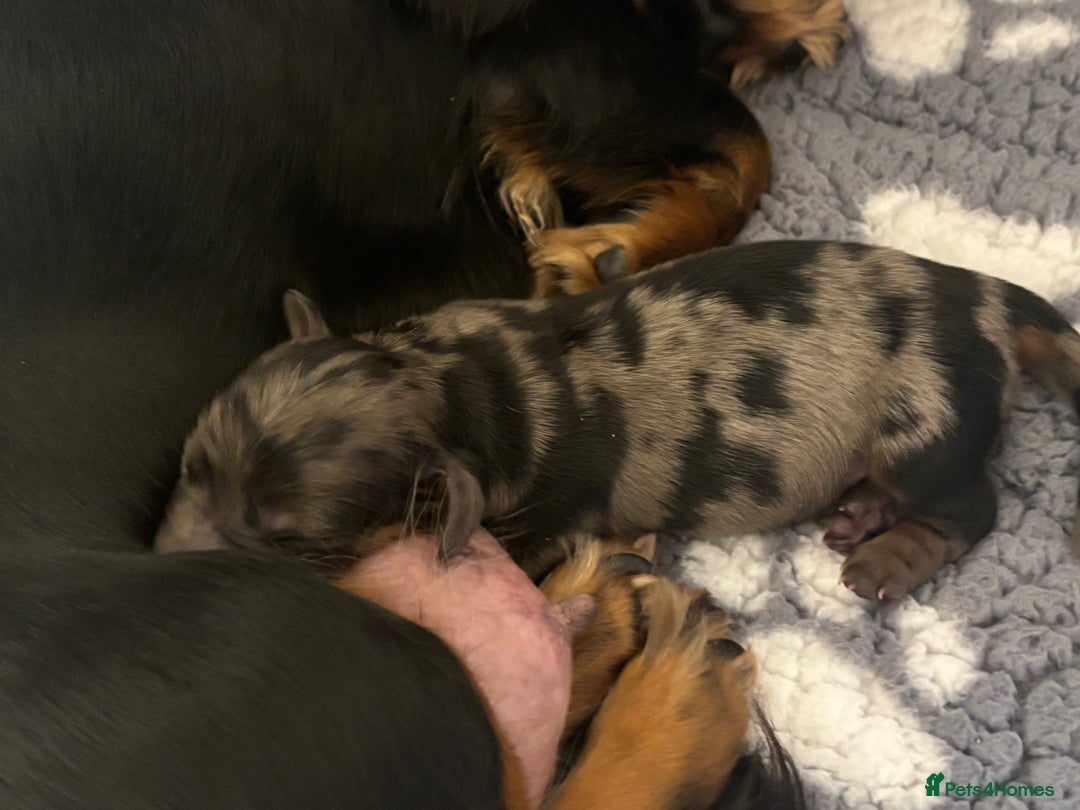 Miniature Dachshund dogs for sale: Stunning Kc Reg Long Hair Mini Dachshund puppies - Image 10