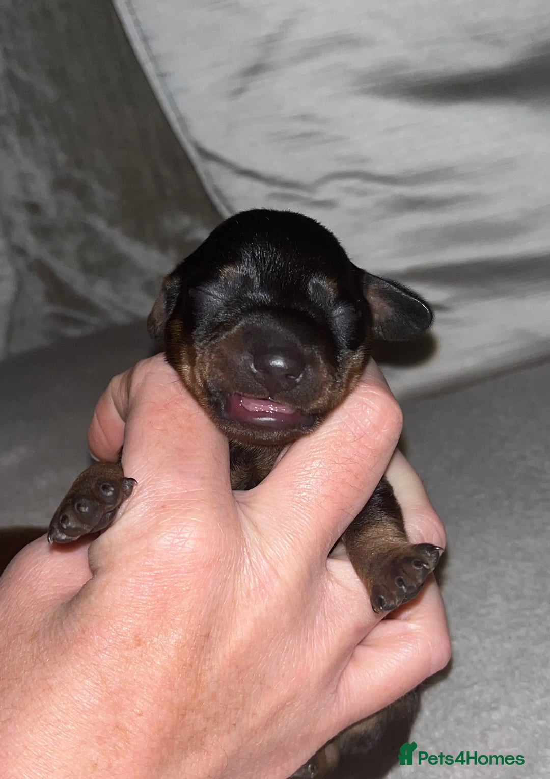 Miniature Dachshund dogs for sale: Miniature Dachshund Puppies  - Advert 14