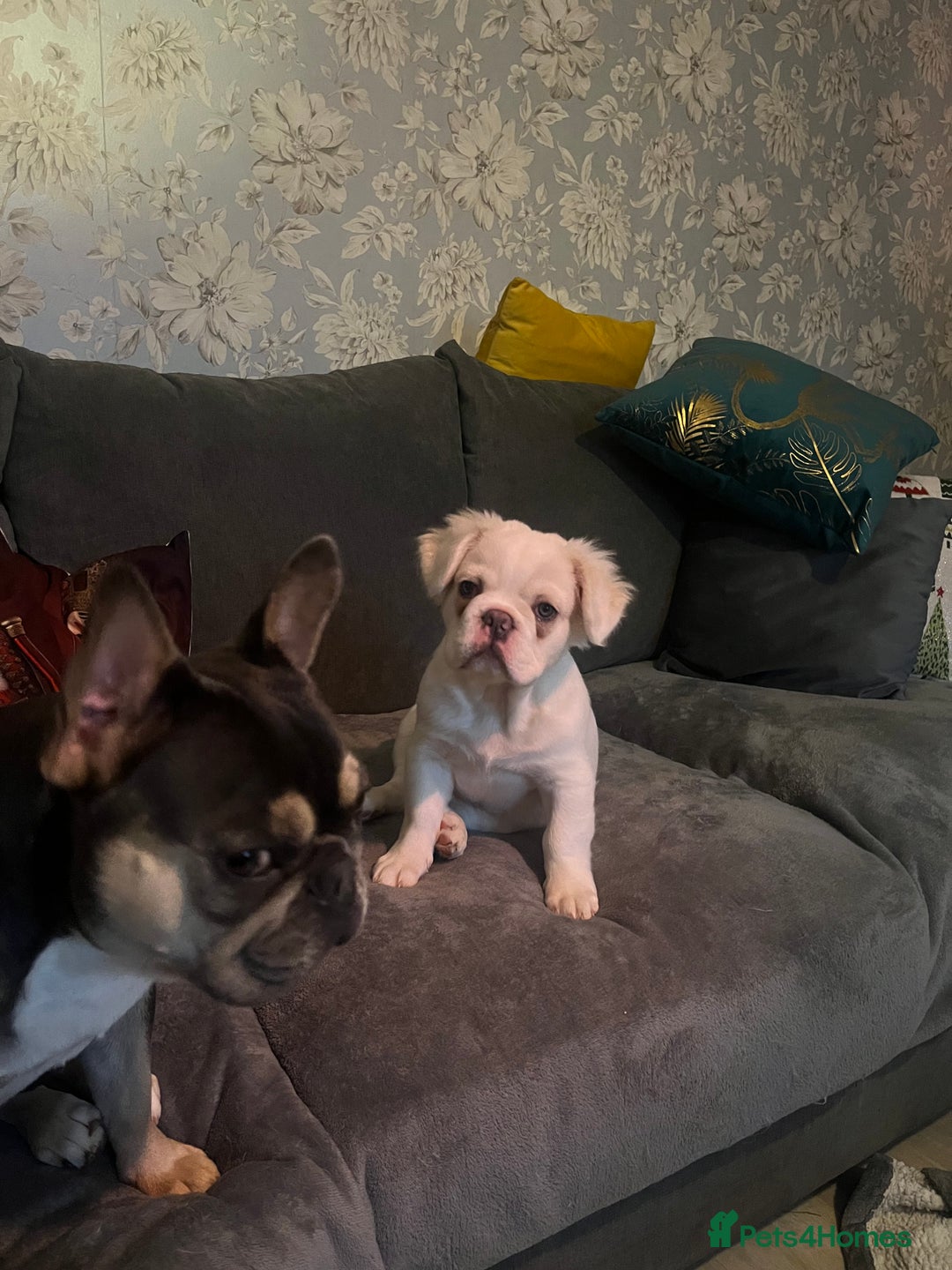 French Bulldog dogs for sale: Male Fluffy French Bulldog  - Image 2