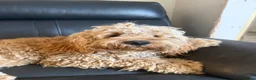Cockapoo dogs for sale: F2 Cockapoo puppies - Advert 19