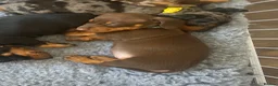 Miniature Dachshund dogs for sale: •Miniature Dachshund Puppy• - Advert 4