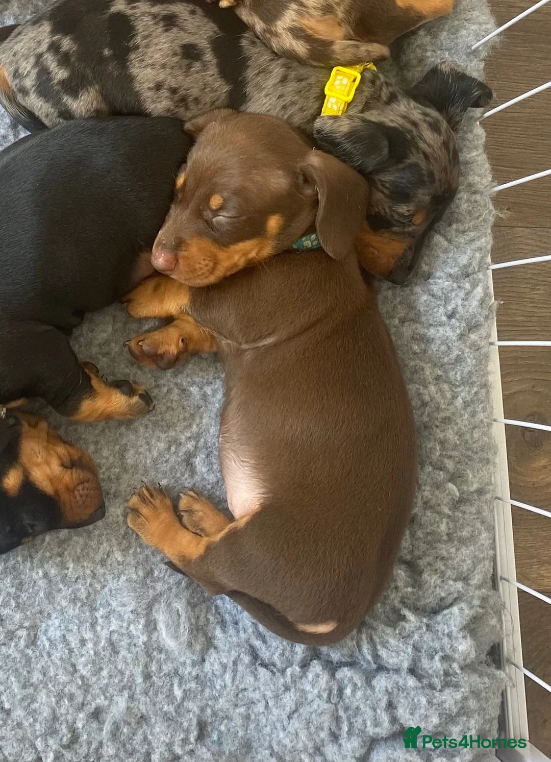 Miniature Dachshund dogs for sale: •Miniature Dachshund Puppy• - Advert 4