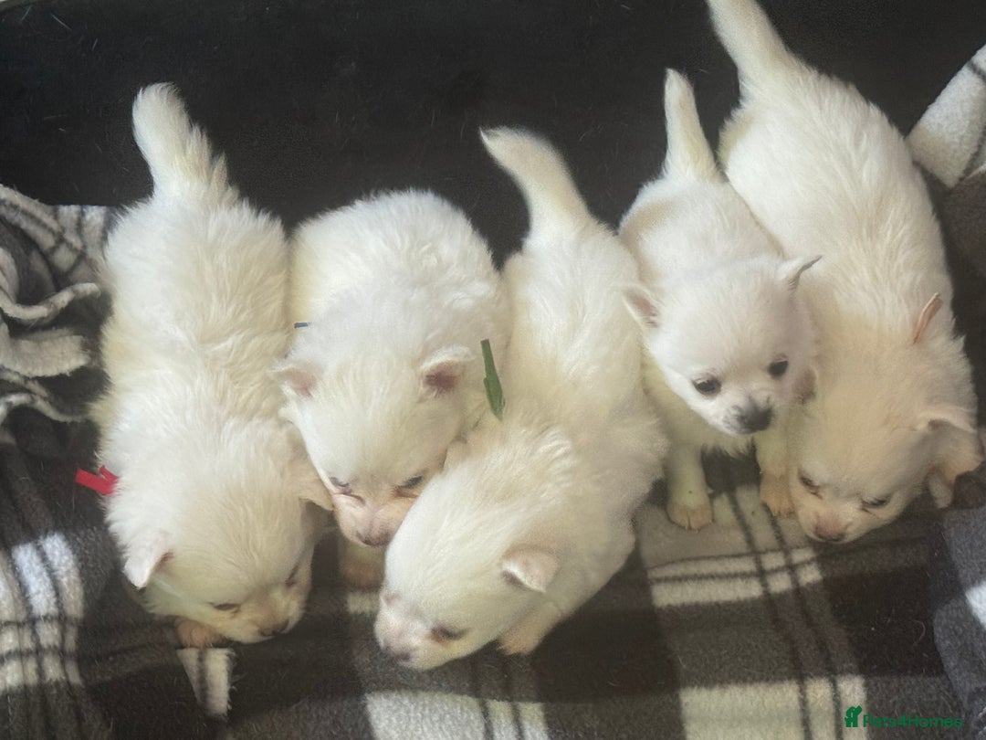 Pomchi dogs for sale: Beautiful Fluffy Pomchis - Image 8