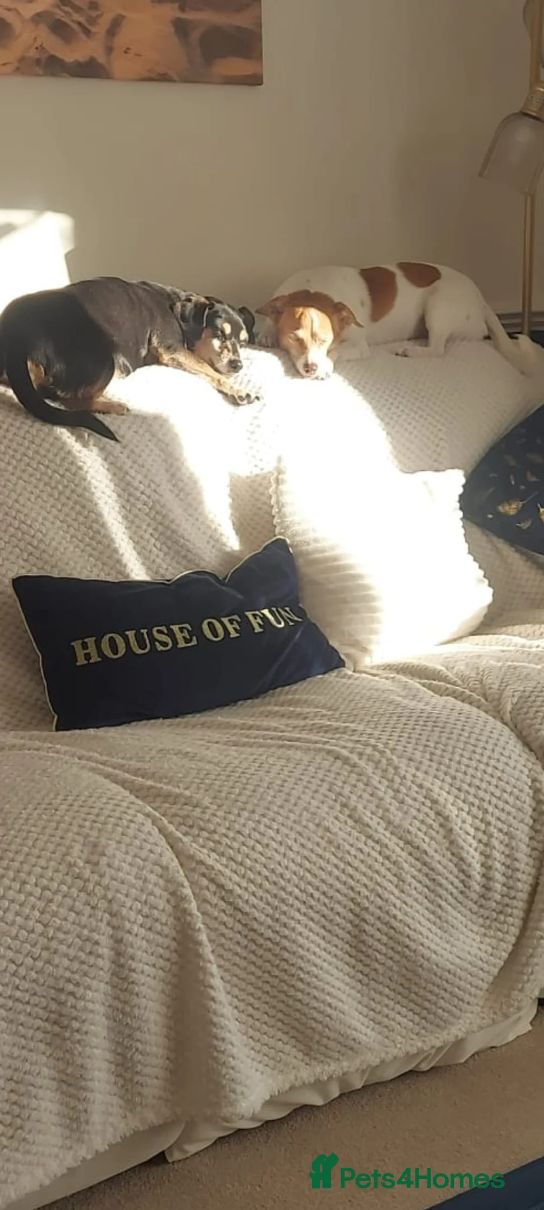 Mixed Breed dogs for adoption: URGENT FOSTER NEEDED: ❤️POPPY❤️Small 7 yo girl in Paignton - Advert 9