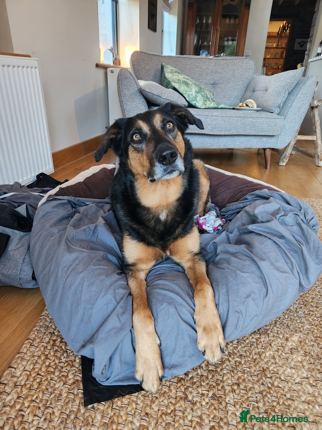 Huntaway dogs for sale: Arlo the Huntaway - Image 4