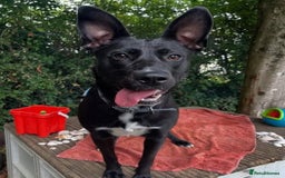 Mixed Breed dogs for adoption: Hollie needs her forever home - Image 7