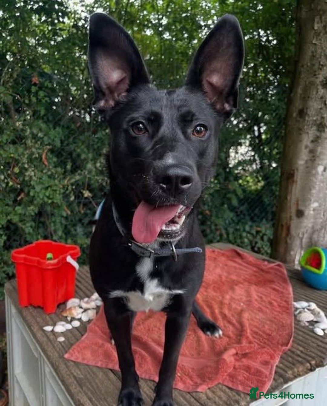 Mixed Breed dogs for adoption: Hollie needs her forever home - Image 7