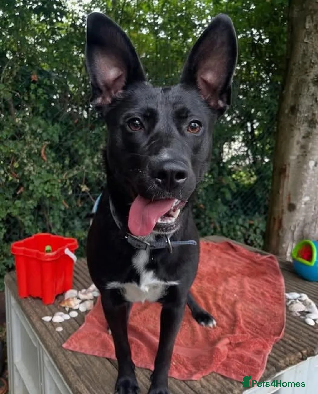 Mixed Breed dogs for adoption: Hollie needs a forever home - Advert 7